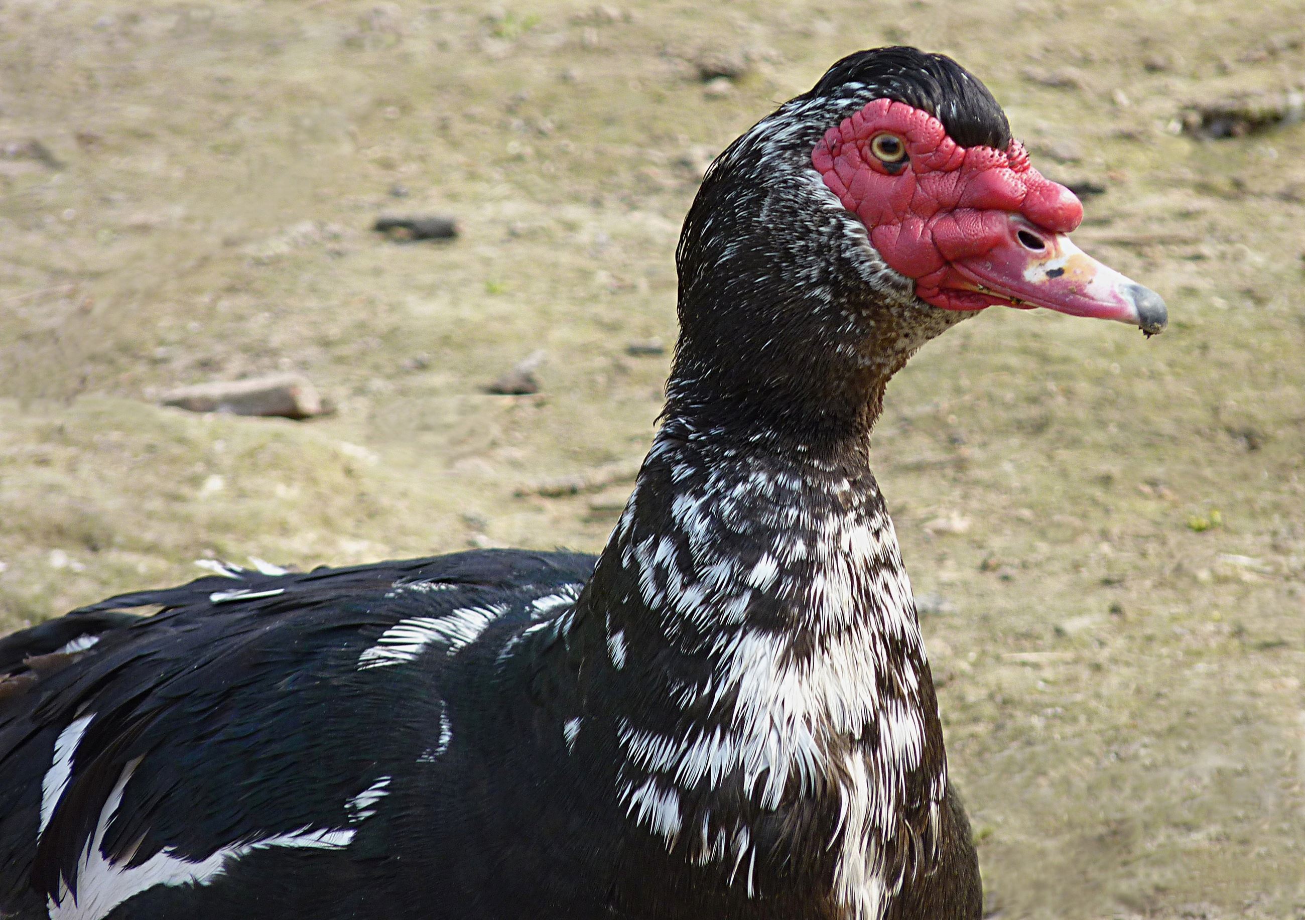 Muscovy Ducks